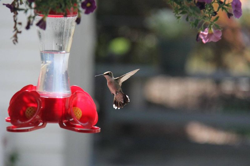 Refresh and clean nectar before heat spoils it