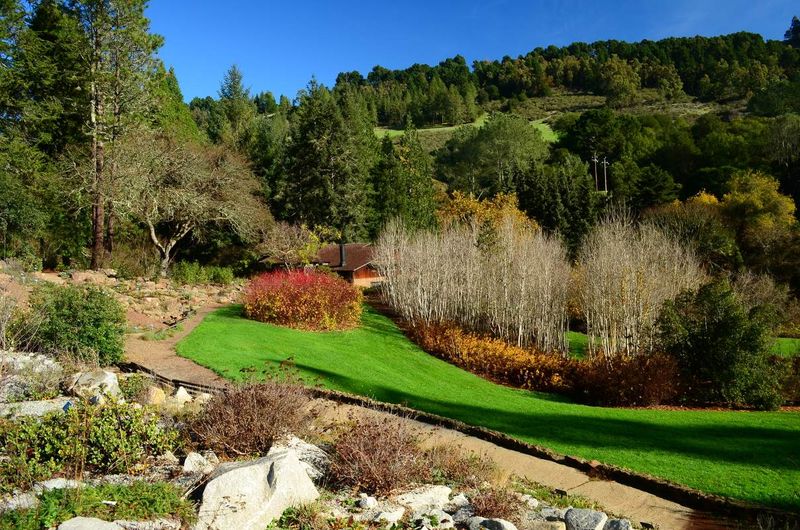 Regional Parks Botanic Garden, Berkeley