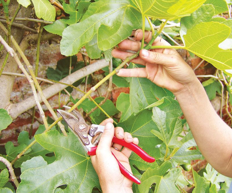 Reject late-season sweetness shortcuts