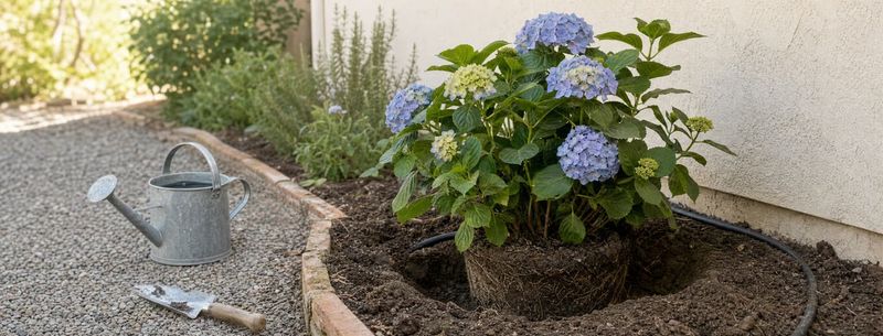 Relocate during a locally appropriate season and protect the root zone Relocate during a locally appropriate season and protect the root zone