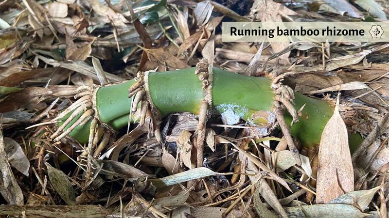 Removal is hard because the real plant is underground