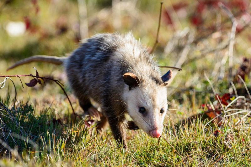 Remove Attractants Before Trying to Remove the Animal