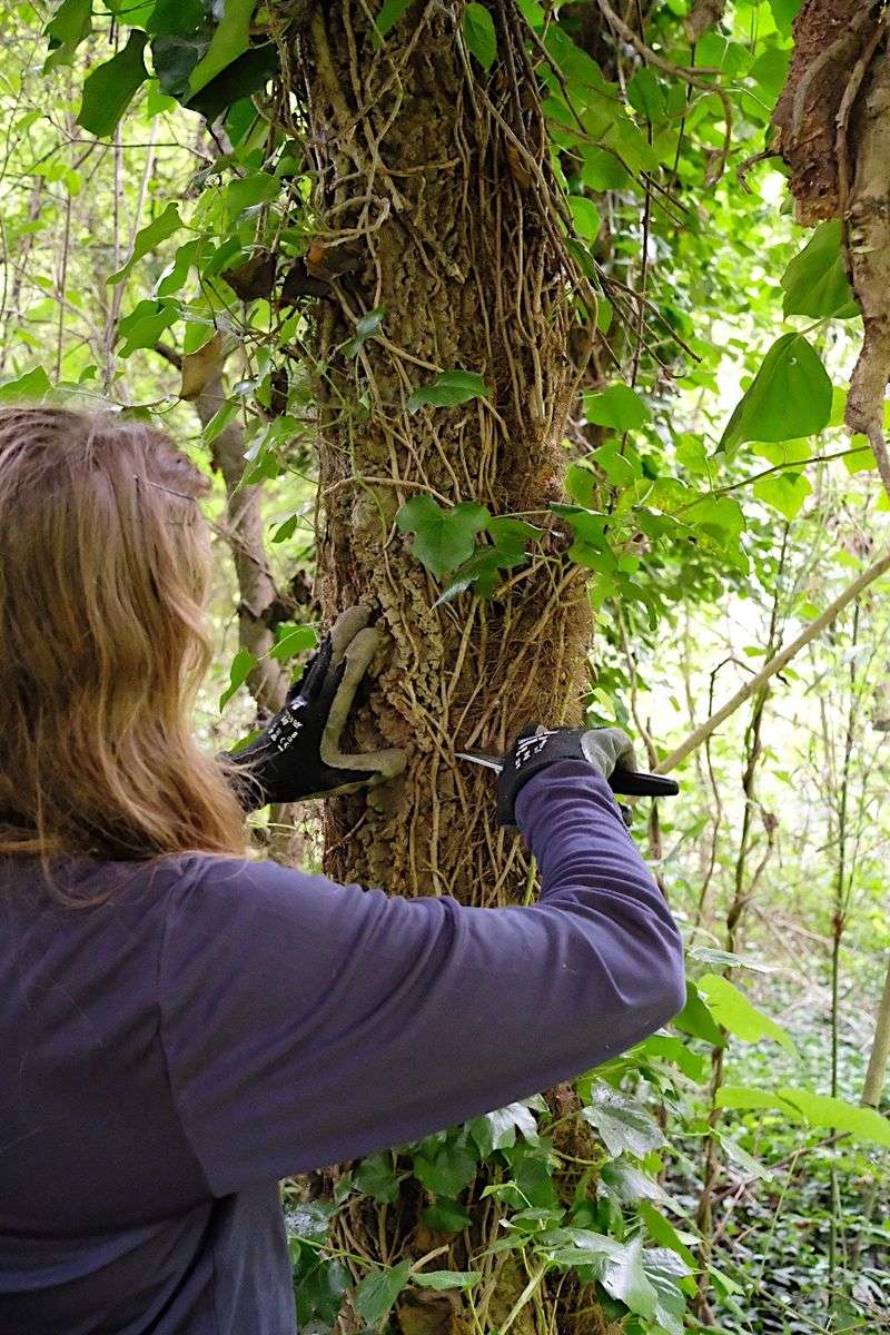Remove English Ivy Without Pulling at Bark or Structures