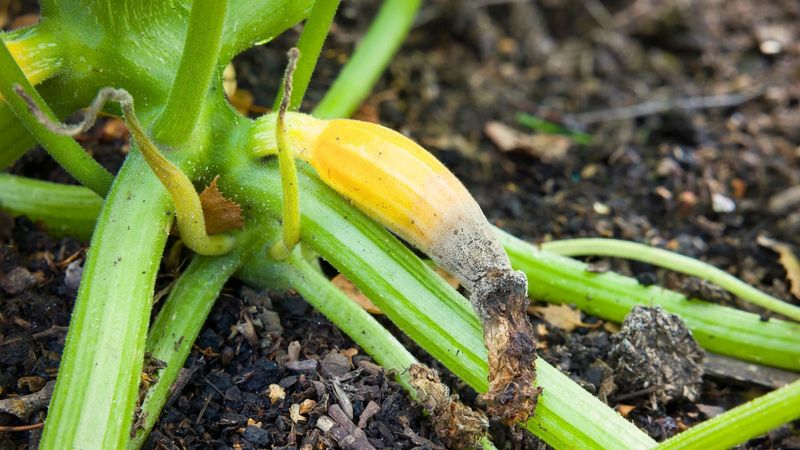 Remove Failed Fruit and Protect the Pollinators You Have