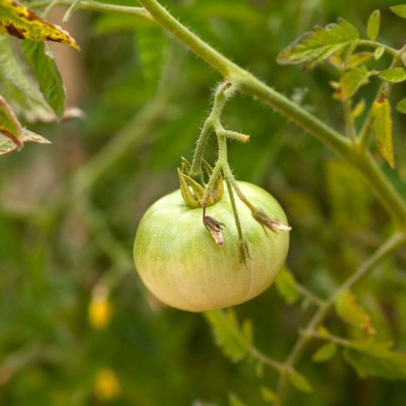 Remove Only Fruit That Has No Realistic Time to Mature