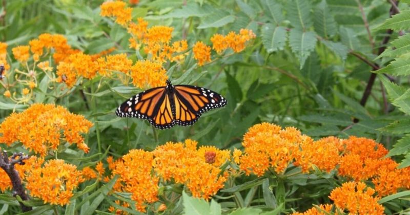 Remove Pesticides and Protect the Habitat You Create