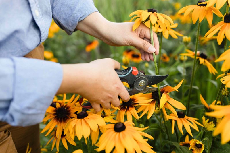 Remove Spent Flowers Instead of the Whole Plant