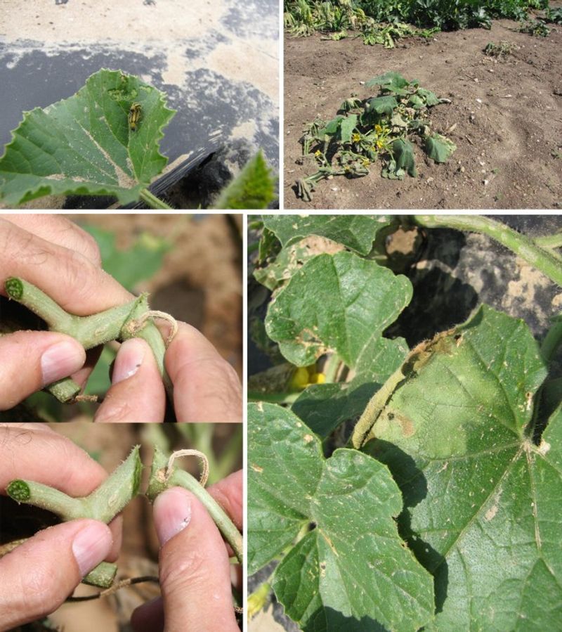 Remove a collapsing plant or send a sample for answers Remove a collapsing plant or send a sample for answers