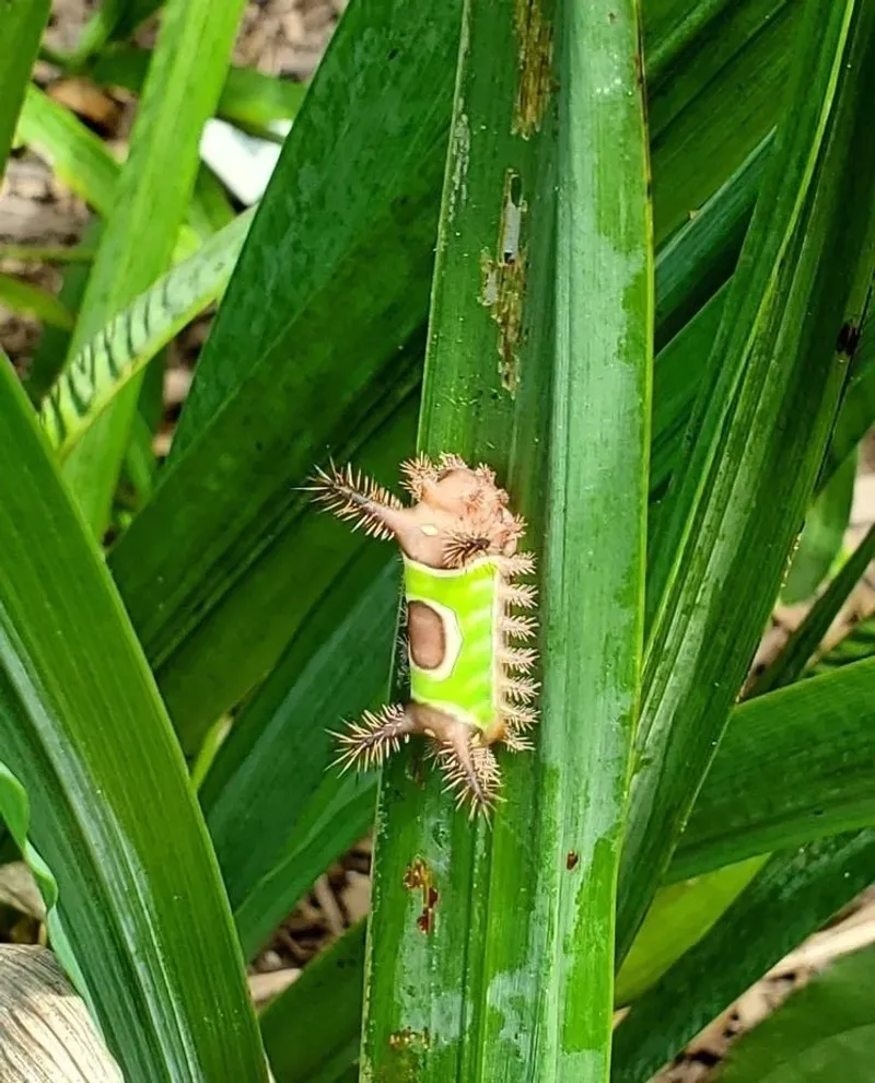 Remove a hazardous caterpillar without using your hands