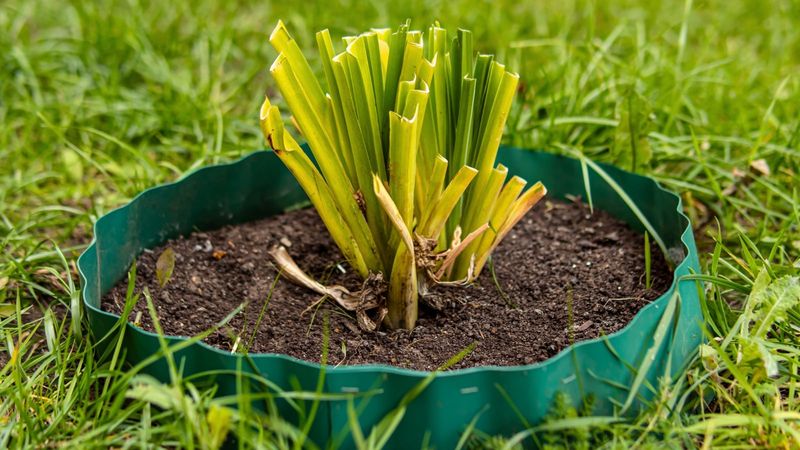 Remove collapsed leaves without injuring the crown