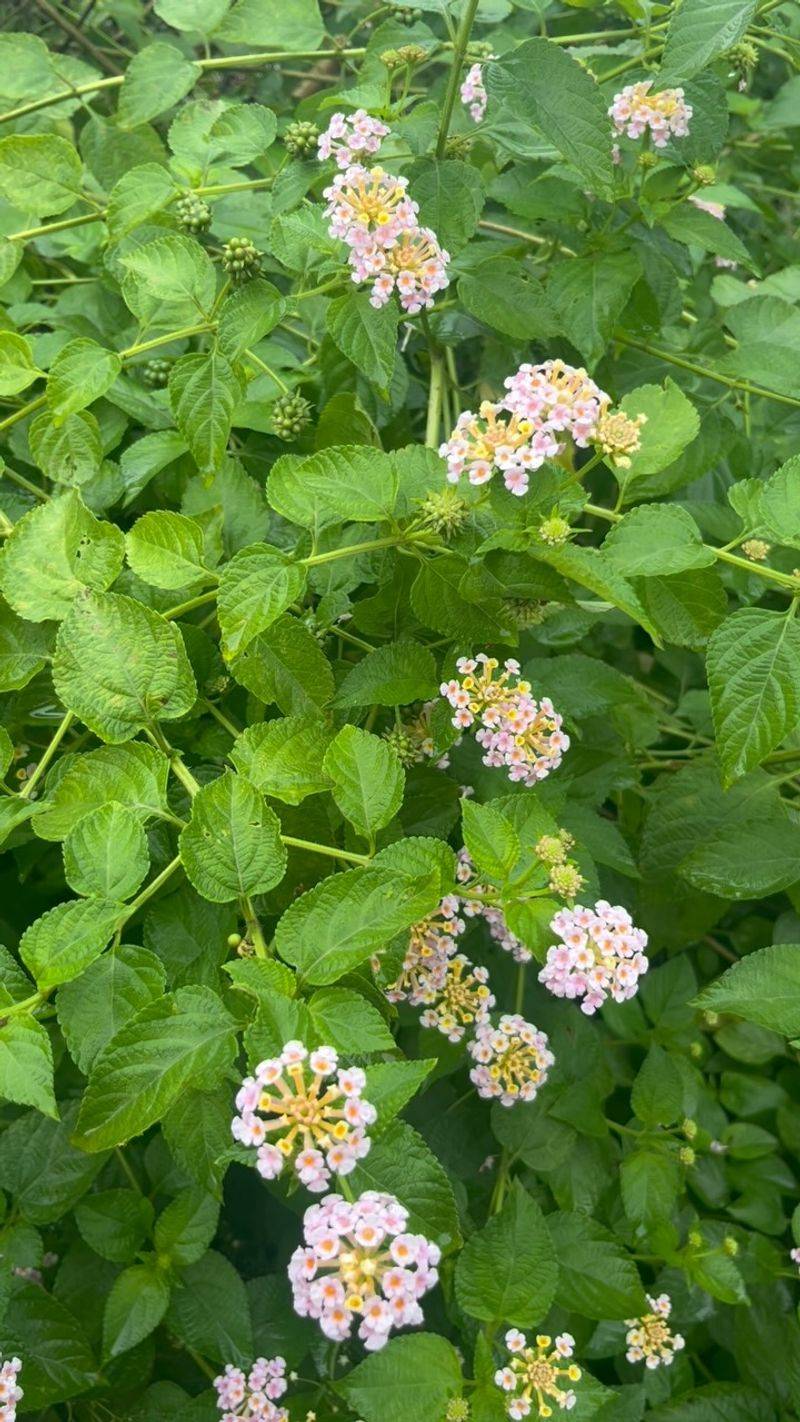 Remove confirmed nonnative lantana carefully Remove confirmed nonnative lantana carefully
