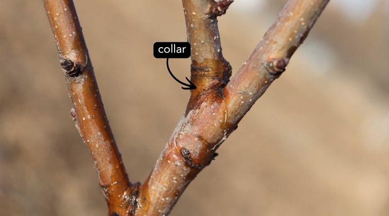 Remove damaged and crowded wood first