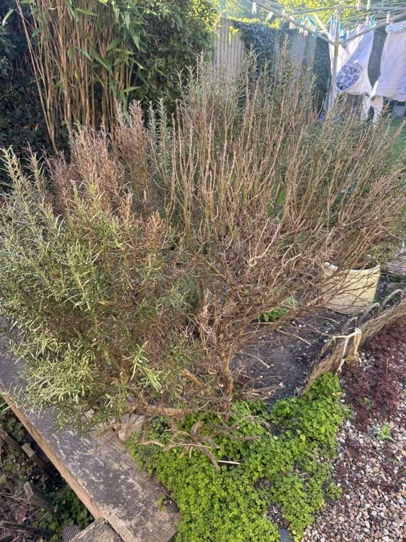 Remove dead and damaged stems first Remove dead and damaged stems first