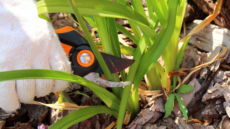 Remove dead foliage without cutting into the crown