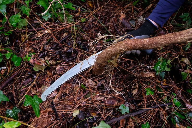 Remove established Asian wisteria before adding another vine Remove established Asian wisteria before adding another vine