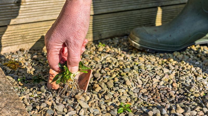 Remove existing weeds before they add more seed