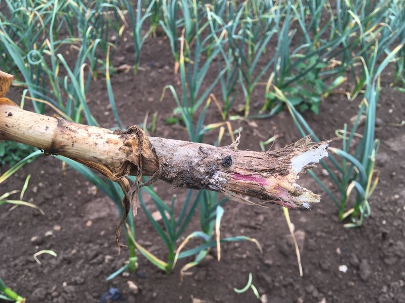 Remove mushy cloves and identify the cause
