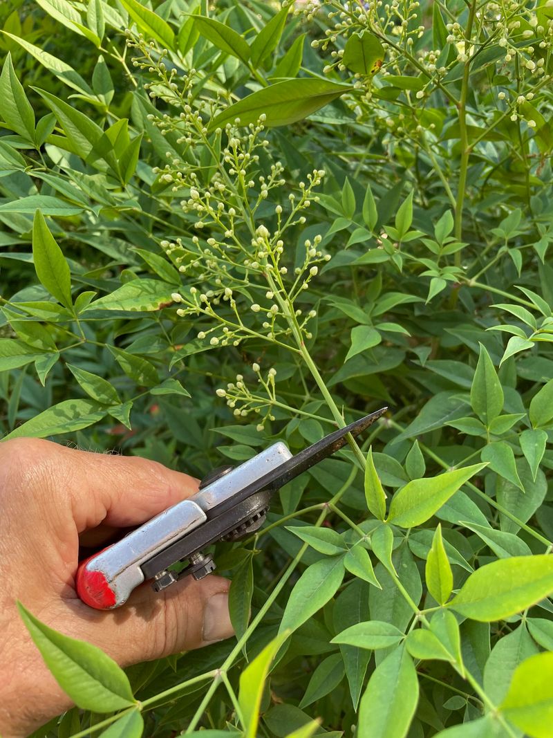Remove nandina carefully and manage new growth Remove nandina carefully and manage new growth