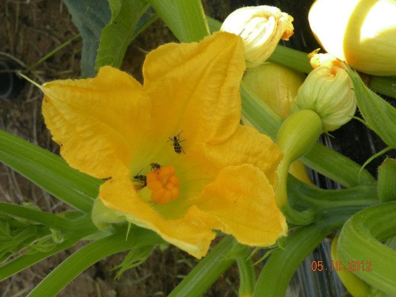Remove obstacles to pollination while you wait Remove obstacles to pollination while you wait