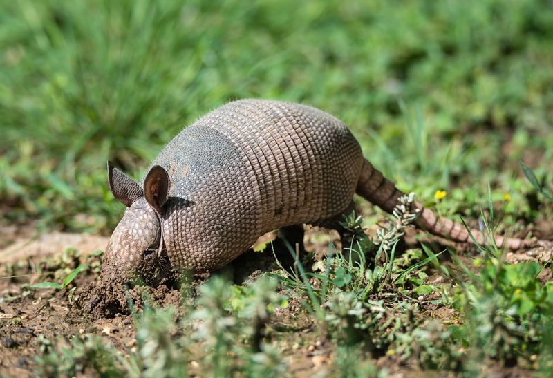 Remove only the attractants that fit the suspected animal