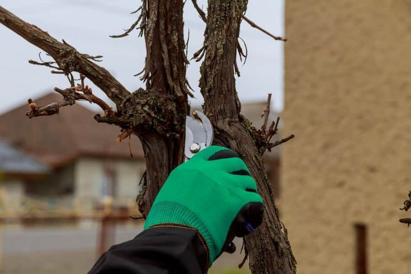 Remove problem wood before shaping the canopy