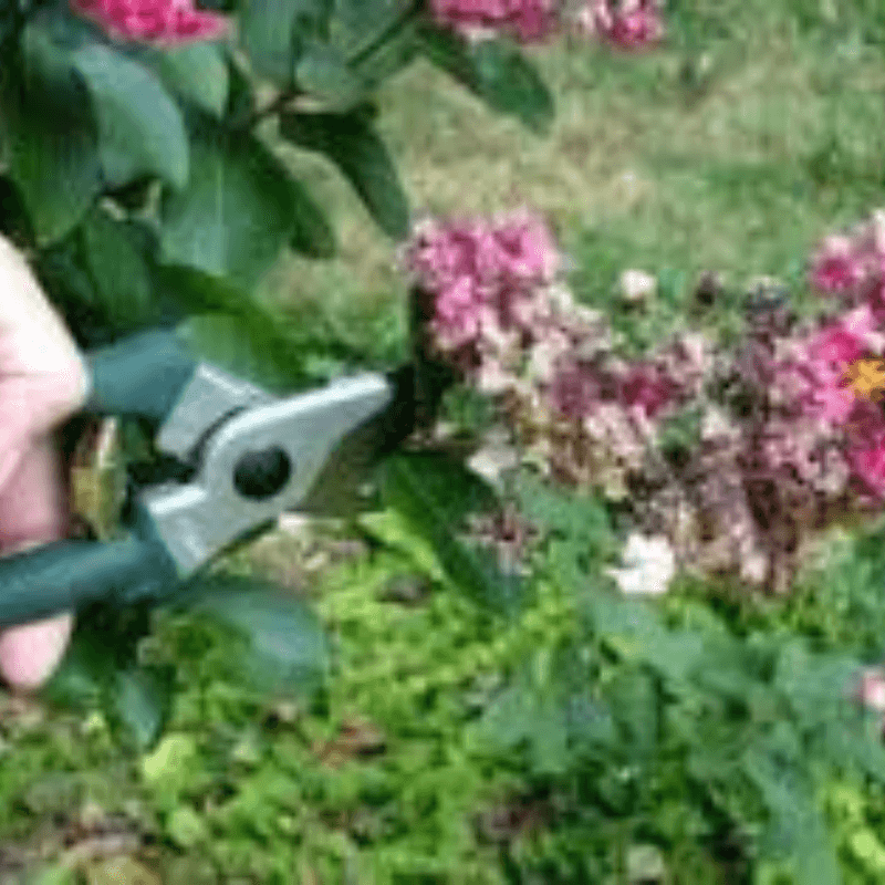 Remove seedheads with small, limited cuts