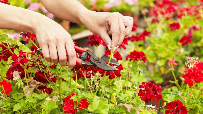 Remove spent flower clusters to support repeat bloom