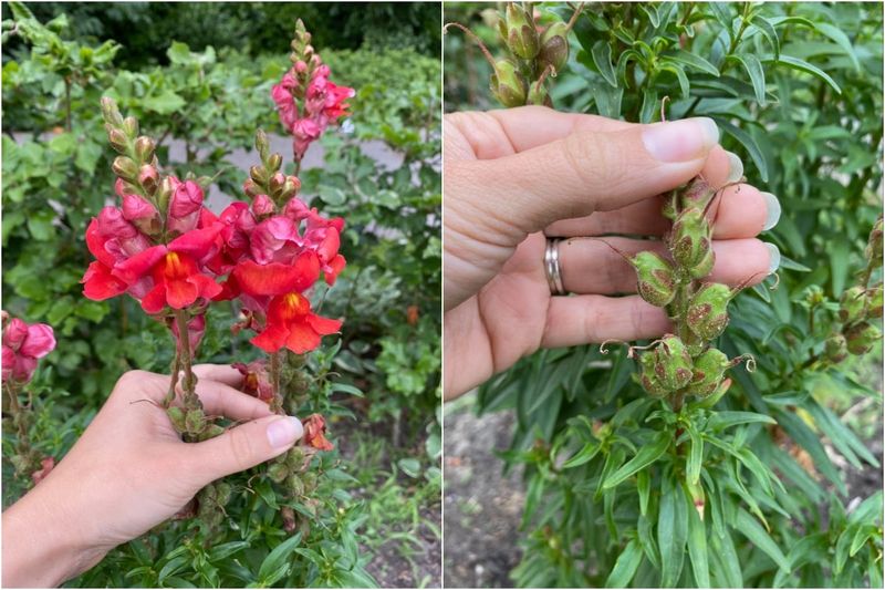 Remove the finished spike without stripping the plant