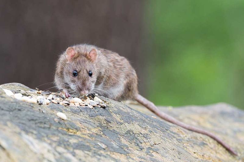 Remove the food and shelter that keep rats nearby