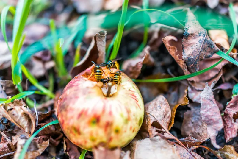 Remove the food and water sources that attract workers