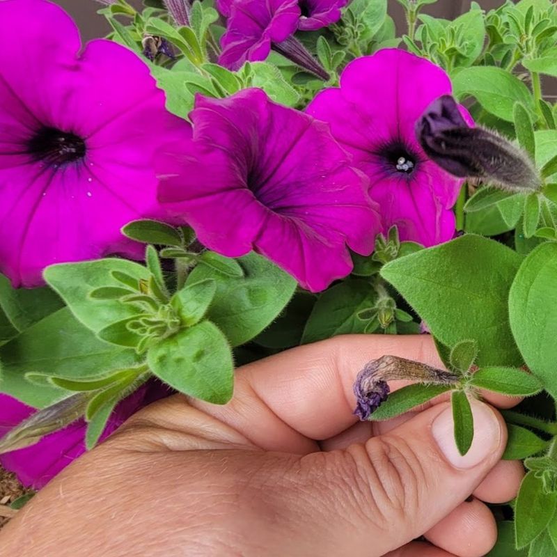 Remove the spent flower and everything beneath it Remove the spent flower and everything beneath it