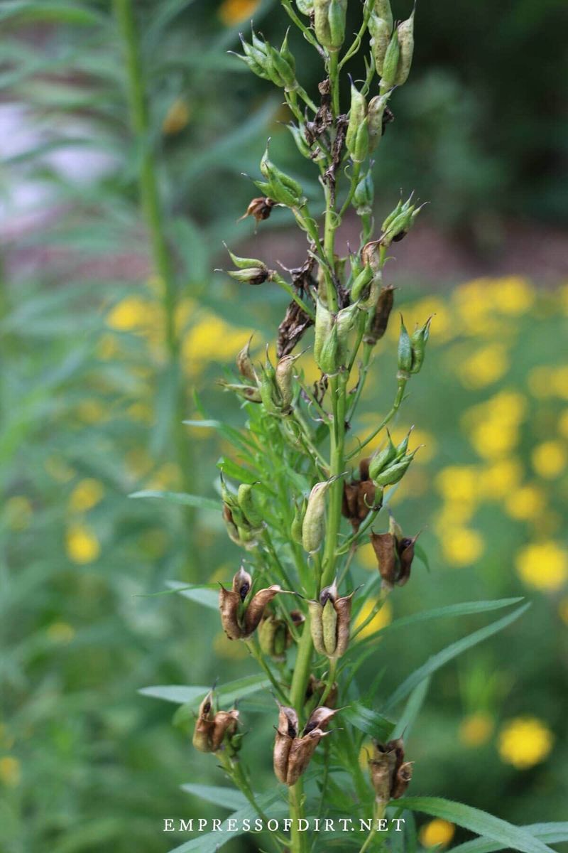 Remove the spent flower stalk after the first bloom