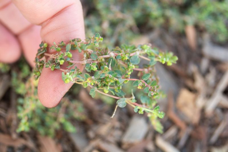 Remove the whole plant before it produces seed