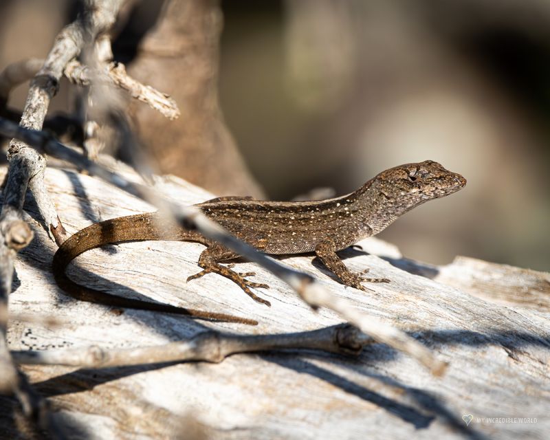 Removing logs, stones, and safe basking spots