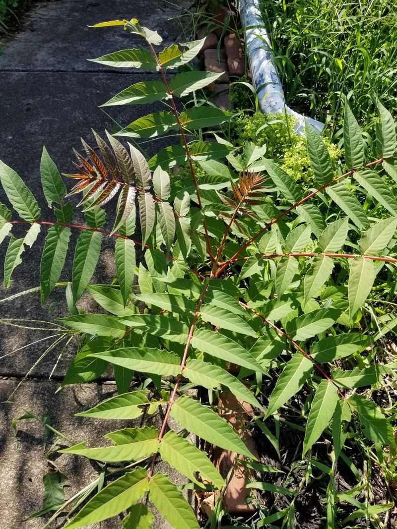 Removing tree-of-heaven takes more than a chainsaw