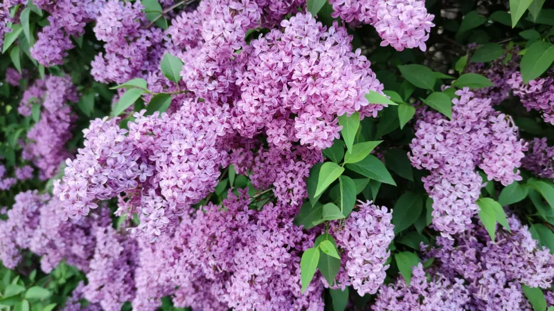 Renew an overgrown shrub a little at a time