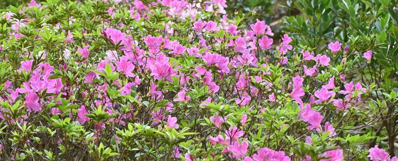 Renovation and rebloomers call for a trade-off Renovation and rebloomers call for a trade-off