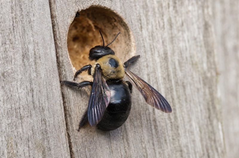 Repair and Finish Vulnerable Wood Before the Next Nesting Push