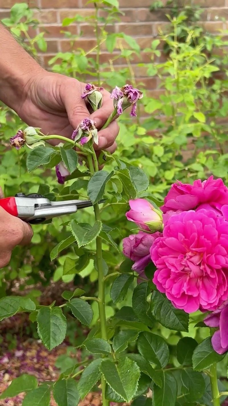 Repeat-blooming roses are the narrow early-fall exception Repeat-blooming roses are the narrow early-fall exception
