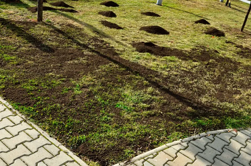 Repeat the modest fix only when the lawn can support it Repeat the modest fix only when the lawn can support it