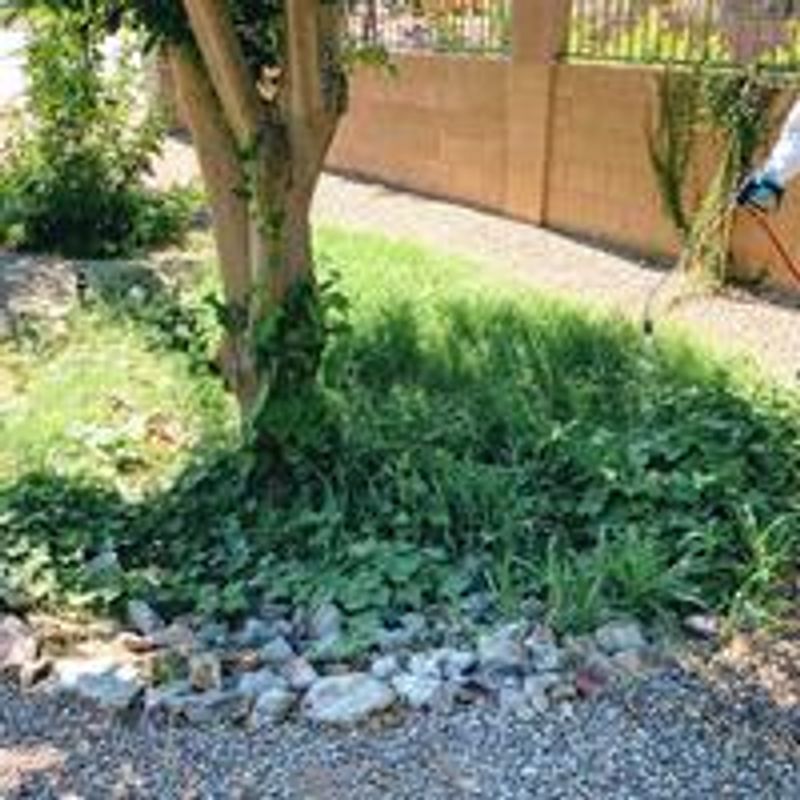 Repeat the routine before weeds mature