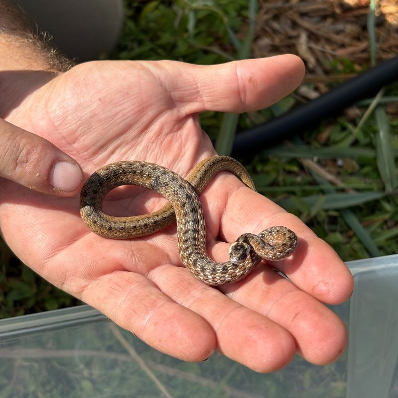 Repeated Sightings of Juvenile Snakes Repeated Sightings of Juvenile Snakes