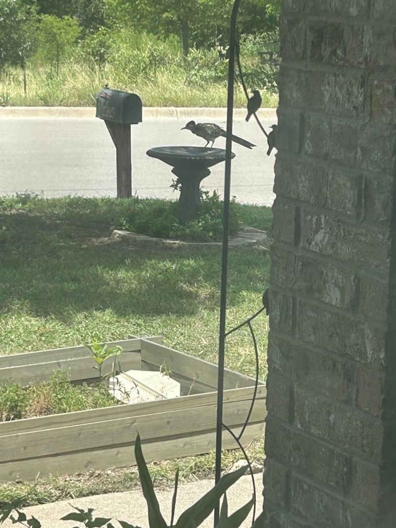 Repeated behavior can reveal regular yard use