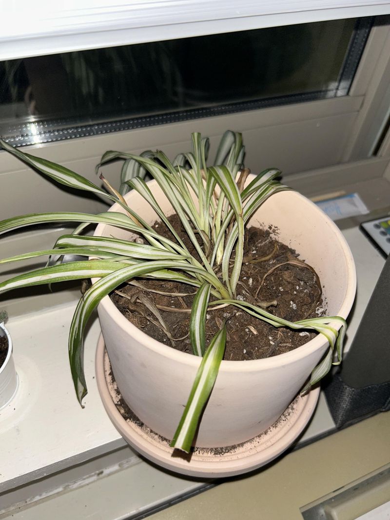 Replace small drinks with a complete watering