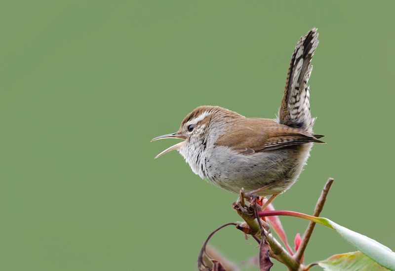 Replace the misleading wren name Replace the misleading wren name