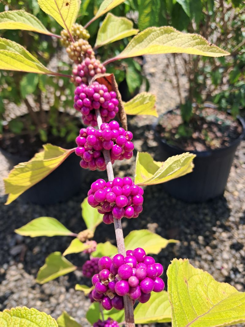 Replace the shrub with a site-appropriate native