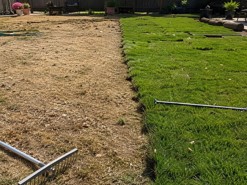Replacing Bermuda requires suppression, preparation, and establishment care Replacing Bermuda requires suppression, preparation, and establishment care