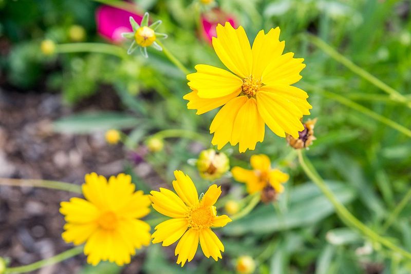 Replant each division at its original depth and protect establishment
