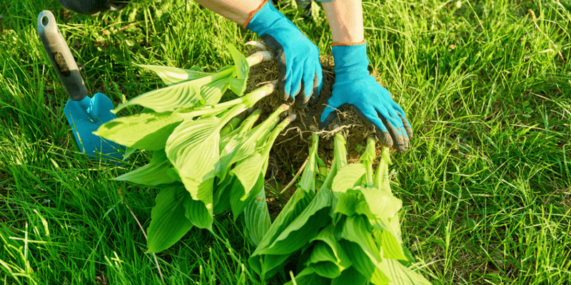 Replant healthy sections and support establishment