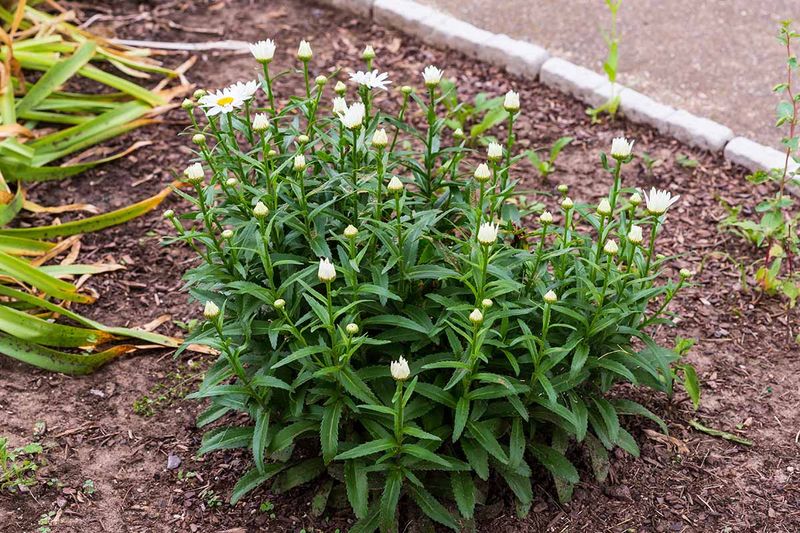 Replant promptly and water without saturating the soil Replant promptly and water without saturating the soil
